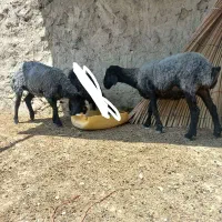 دو تا میش شال فروشی