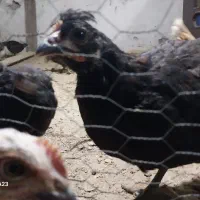 انواع جوجه مرغ و خروس گلین محلی امرکانا|حیوانات مزرعه|آمل, |دیوار