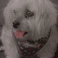 سگ شیتزو تریر