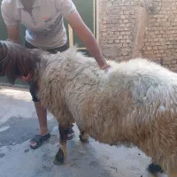 فروش قوچ درجه یک داشتی جوان|حیوانات مزرعه|ایذه, |دیوار