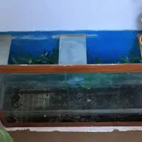 اکواریوم بزرگ با ماهی