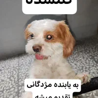 سگ گمشده ماده