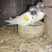 سه جفت نر ماده پرشی جواب داده