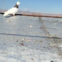 طوقی سرخ|پرنده|اسفراین, |دیوار