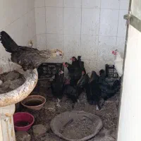۸ عدد مرغ