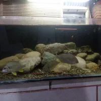 فروش ماهی زینتی|ماهی|میناب, |دیوار