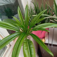 نخل ماداگاسکار|گل و گیاه طبیعی|مشکین‌دشت, |دیوار