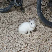 خرگوش مجانی