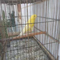 قناری ماده|پرنده|شهریار, شهریار|دیوار