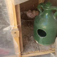 کبوتر طوقی|پرنده|پیر بکران, |دیوار