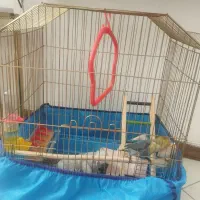 کوتوله برزیلی نر