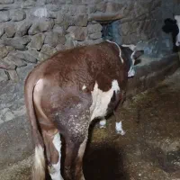 گوساله
