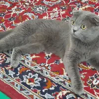 گربه نر اسکاتیش بلو فولد