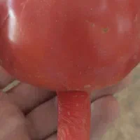 گوجه لوکس لرستان