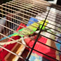 سه تا مرغ عشق زیبا|پرنده|تهران, سبلان (لشگر)|دیوار