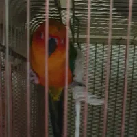 یک جفت خورشیدی نر و ماده سالم  و شاداب یکساله