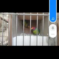 فروش چندجفت پرنده|پرنده|کرمان, |دیوار