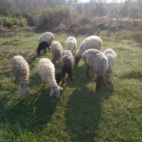 فروش نر|حیوانات مزرعه|لاهیجان, لفمجان|دیوار