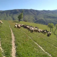 گوسفند و بز داشتی