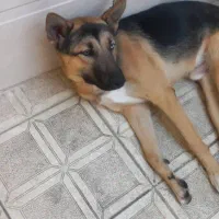 سگ ژرمن هاسکی 10ماهه نر|سگ|قرچک, زیبا شهر|دیوار