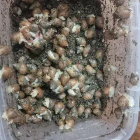 فروش حلزون آفریقایی