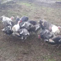 ۱۳ عدد بوقلمون یکجابه فروش میرسد هر کیلو