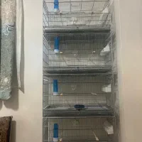 قفس 4خوان پژاوند