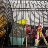 جفت مرغ عشق معاوضه هم میکنم