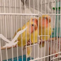 جوجه طوطی برزیلی آماده دستی شدن