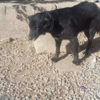سگ قدرجونی|سگ|کرمانشاه, |دیوار