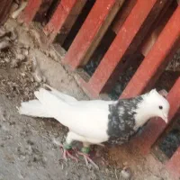 کفتر کبوتر طوقی|پرنده|اهواز, شریعتی جنوبی|دیوار