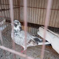 گم شده