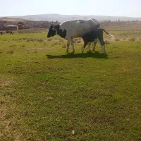 یک عدد گاو با گوساله ماده|حیوانات مزرعه|خوی, |دیوار