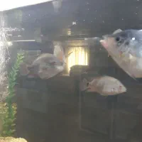 ۲۰ عدد بچه فلاورباکس دونه ای ۱۰ تومن|ماهی|مشهد, گوهرشاد|دیوار