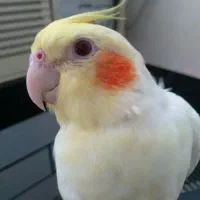 طوطی لوتینو نره ۱۰ ماهه بالغ