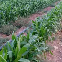 فروش یا اجاره جهت ساخت ویلا یا گلخانه یا کشت صیفی