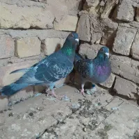 سینه سیاه، و پلاکی کبوتر|پرنده|تاکستان, |دیوار