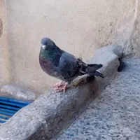 کفتر|پرنده|قرچک, زیبا شهر|دیوار