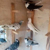 5 تا حیون بوم