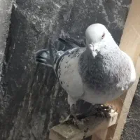 کفتر|پرنده|کرمان, |دیوار