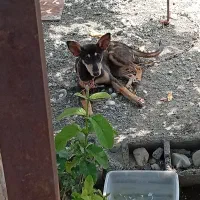 سگ فروش و معامله