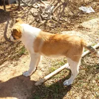 سگ سامویید.مالونیز|سگ|اصفهان, بهارستان|دیوار