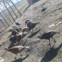 بوقلمون|حیوانات مزرعه|ماهیدشت, |دیوار