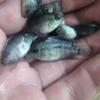 بچه تگزاس