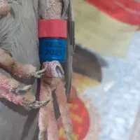 پلاکی گرفتنی دهات