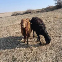 قوچ دامازدغ