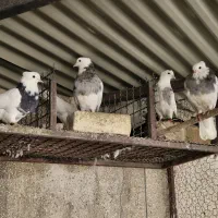 فروش بیست جفت طوقی یکجا|پرنده|اصفهان, رزمندگان|دیوار
