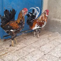 خروس گلین فول