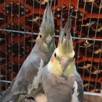 عروس،پرنده،طوطی،قفس