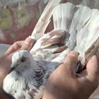 ماده های خوب و زیبا|پرنده|مشکیندشت, |دیوار